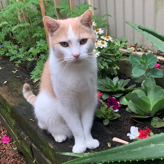 moe cat lost 1 may